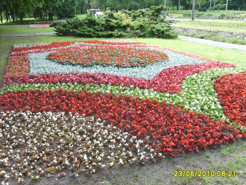 kwietnik 2 - begonia semperflorens, starzec, szałwia