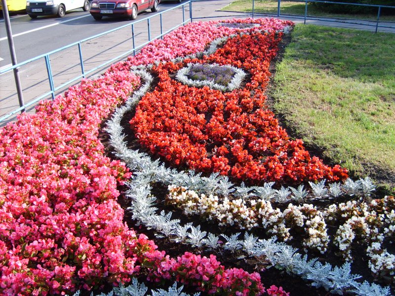 kwietnik - begonia semperflorens, starzec, lobelia