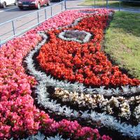 kwietnik - begonia semperflorens, starzec, lobelia