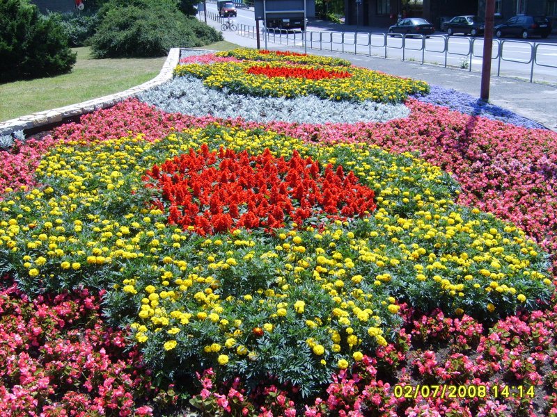 kwietnik - begonia semperflorens, tagetes, szałwia