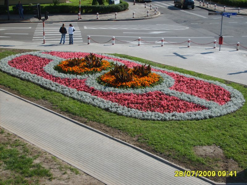 kwietnik - canna, tagetes, szałwia, strzec, begonia semperflorens - perspektywa