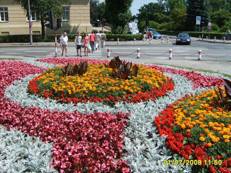kwietnik - canna, tagetes, szałwia, strzec, begonia semperflorens