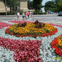 kwietnik - canna, tagetes, szałwia, strzec, begonia semperflorens
