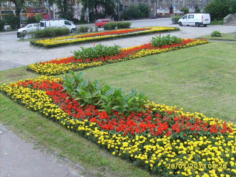 kwietnik - canna, tagetes, szałwia