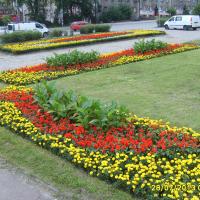kwietnik - canna, tagetes, szałwia