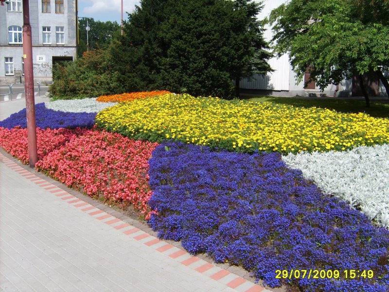 kwietnik - starzec, żeniszek, begonia semperflorens, tagetes