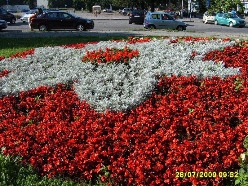 kwietnik - szałwia, starzec, begonia semperflorens