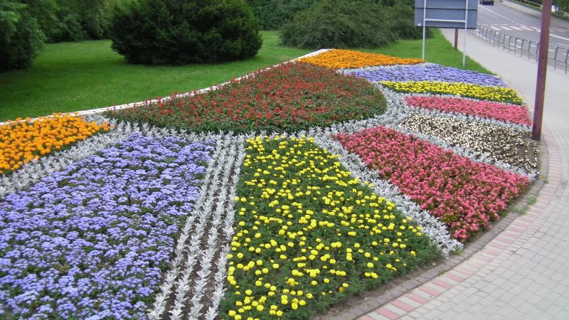 kwietnik - szałwia, starzec, żeniszek, tagetes