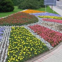 kwietnik - szałwia, starzec, żeniszek, tagetes