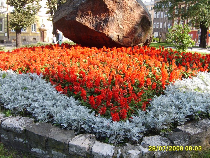 kwietnik - szałwia, starzec