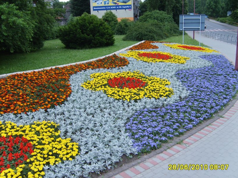 kwietnik - szałwia, tagetes, starzec, żeniszek