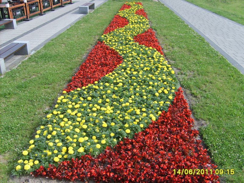 kwietnik - tagetes, begonia semperflorens