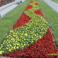 kwietnik - tagetes, begonia semperflorens