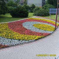 kwietnik - tagetes, starzec, begonia semperflorens