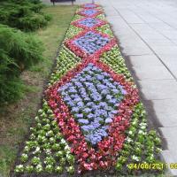 kwietnik - żeniszek, begonia semperflorens