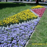 kwietnik - żeniszek, starzec, tagetes, begonia semperflorens