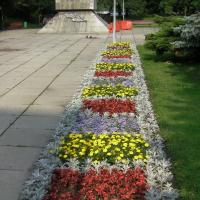 kwietnik - żeniszek, starzec, tagetes