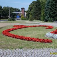 węże - begonia seprerflorens, starzec