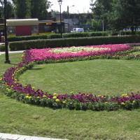 węże - surfinia, tagetes 2