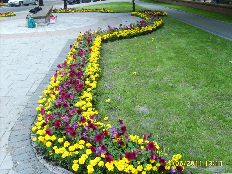 węże - surfinia, tagetes