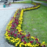 węże - surfinia, tagetes