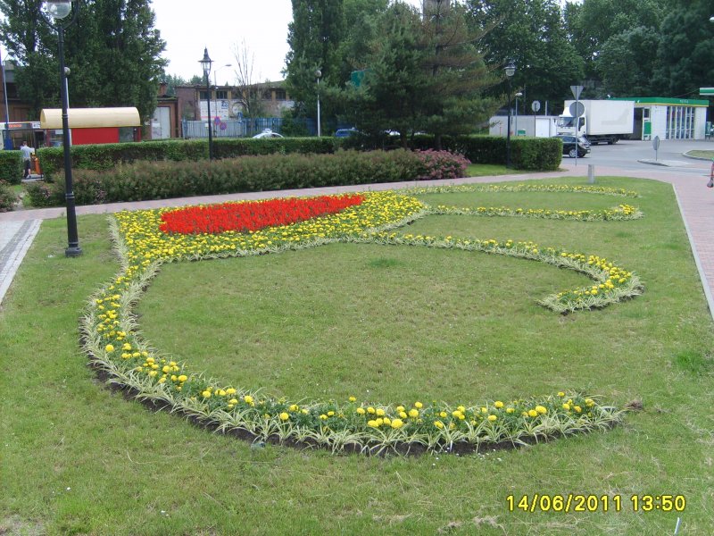węże - szałwia, tagetes, chlorophytum