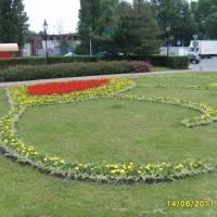 węże - szałwia, tagetes, chlorophytum