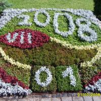 kalendarz kwiatowy - alternanthera, starzec, irezyna, gnaphalium