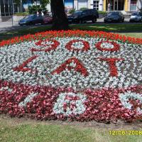 napis kwiatowy - begonia semperflorens, starzec, szałwia
