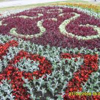 napis kwiatowy - echeveria, irezyna, starzec, begonia spemperflorens