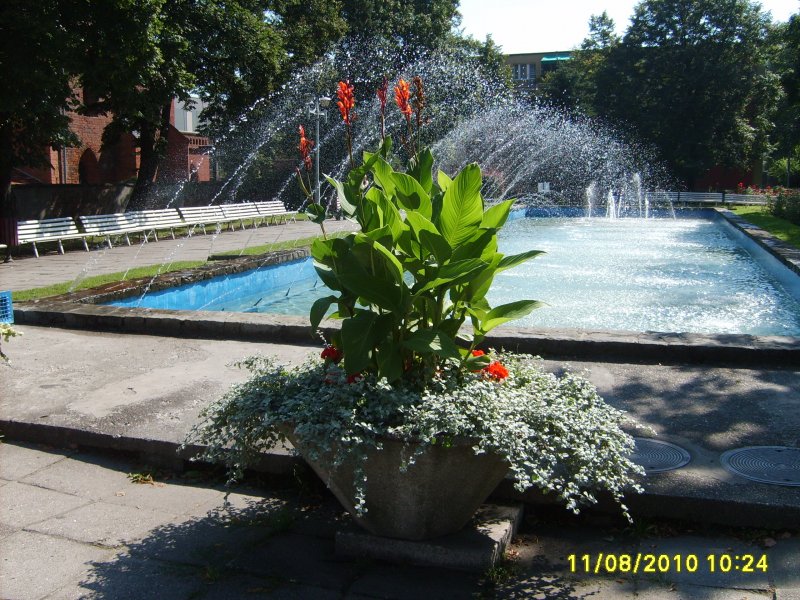 waza - canna, gnaphalium