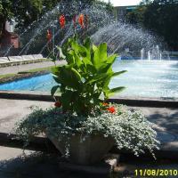 waza - canna, gnaphalium