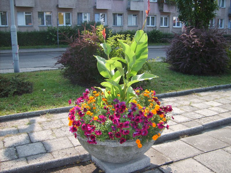 waza - canna, surfinia, tagetes