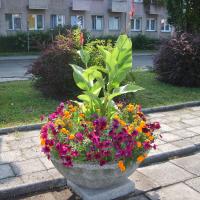 waza - canna, surfinia, tagetes