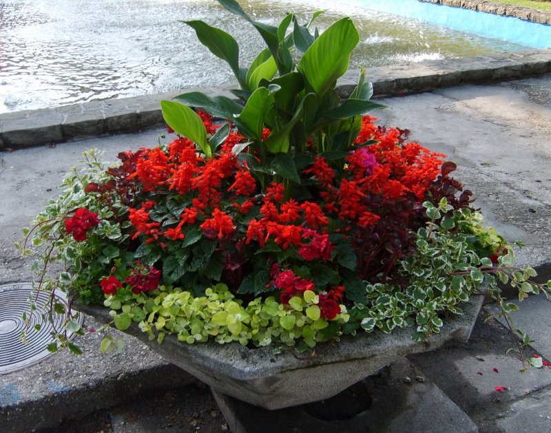 waza - canna, szałwia, gnaphalium, plectrantus