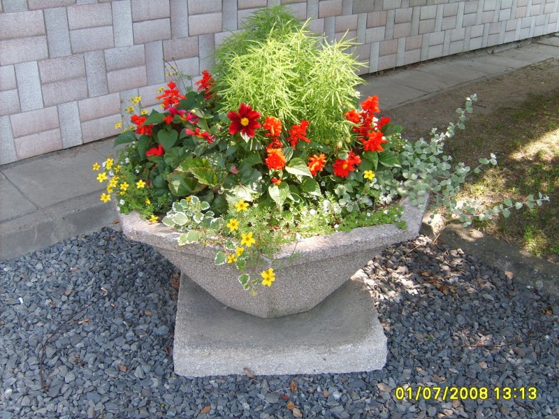 waza - kochia, szałwia, bidens, gnaphalium, dalia, plectrantus