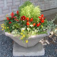 waza - kochia, szałwia, bidens, gnaphalium, dalia, plectrantus