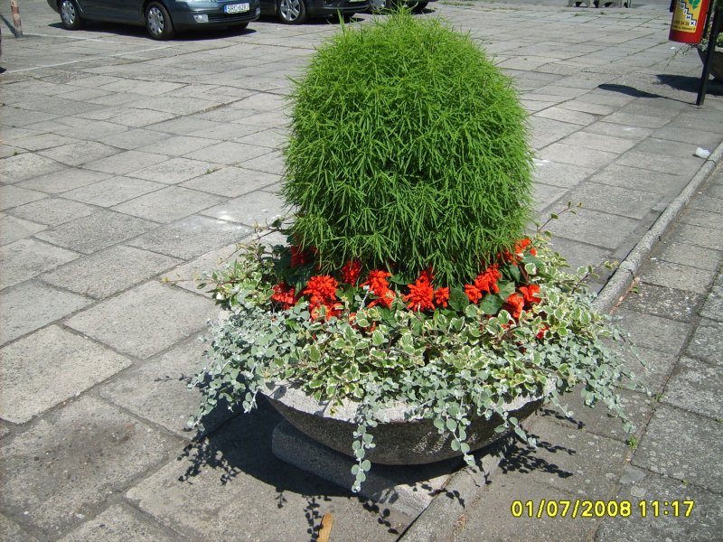 waza - kochia, szałwia, gnaphalium, plectrantus