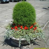 waza - kochia, szałwia, gnaphalium, plectrantus