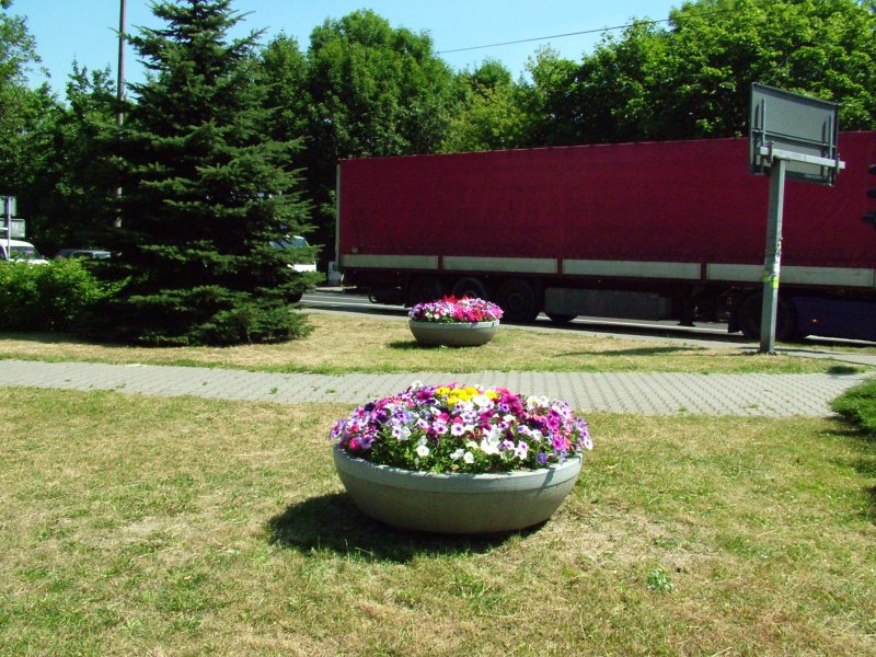 waza - surfinia, tagetes