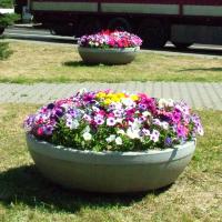 waza - surfinia, tagetes