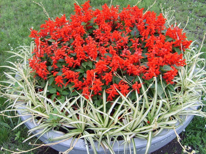 waza - szałwia, chlorophytum