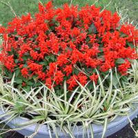 waza - szałwia, chlorophytum