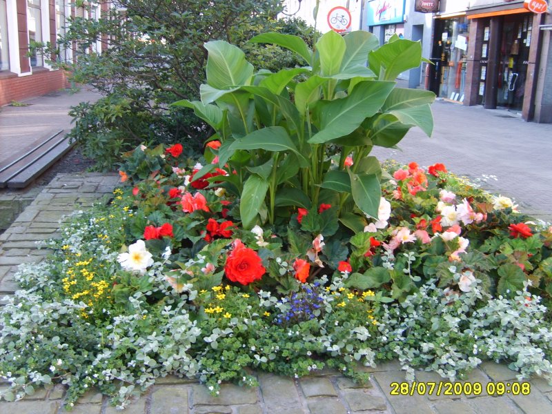 wazy - canna, begonia bulwiasta, gnaphalium, lobelia, bacopa, bidens