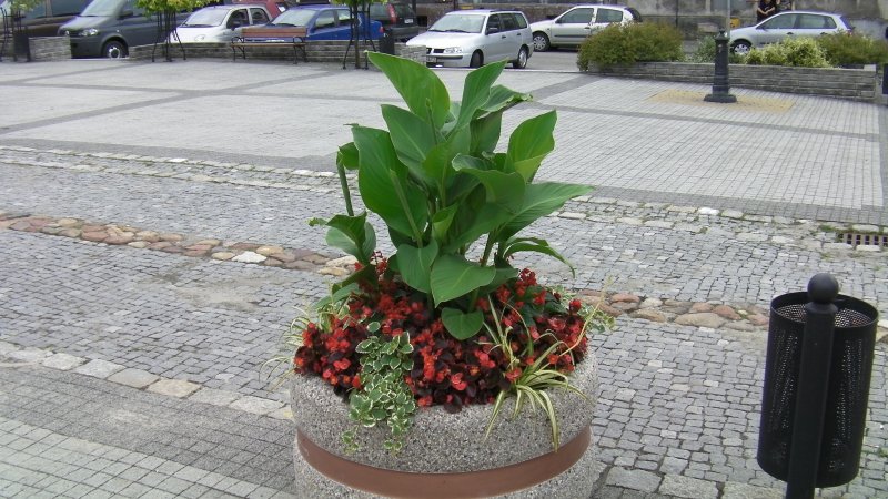 wazy - canna, begonia semperflorens