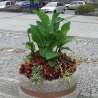 wazy - canna, begonia semperflorens