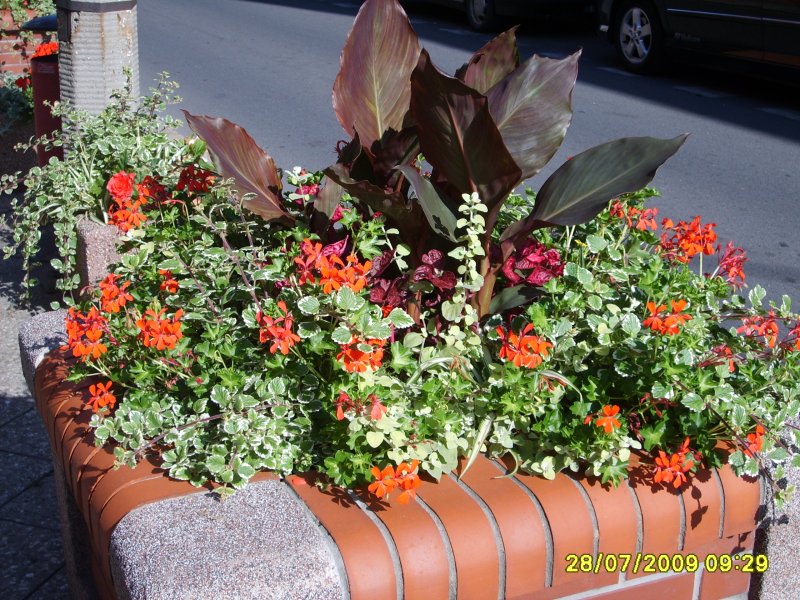 wazy - canna, pelargonia, chlorophytum, plectrantus