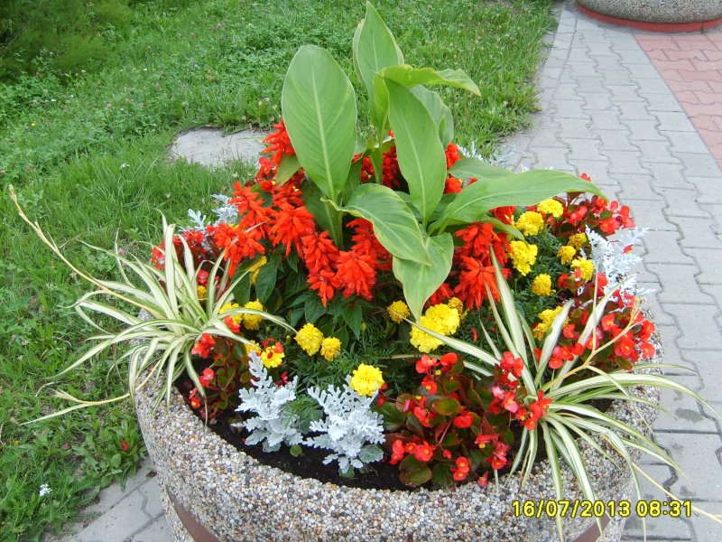wazy - canna, szałwia, tagetes, starzec, begonia semperflorens