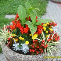 wazy - canna, szałwia, tagetes, starzec, begonia semperflorens