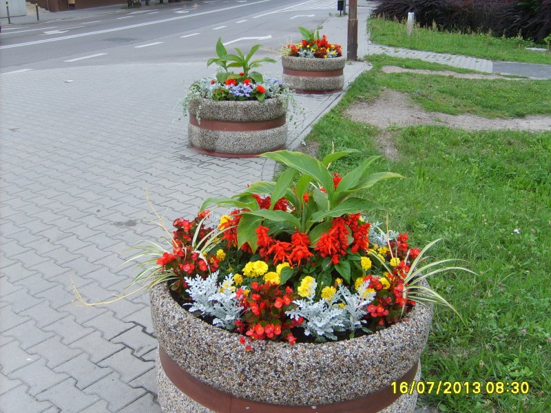 wazy - canna, szałwia, tagetes, starzec